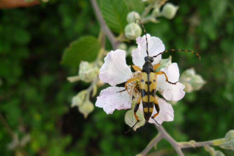 Strangalia maculata dalla Grecia o no?